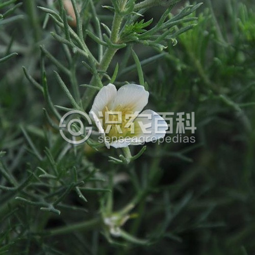 柑橘黄叶症状示例3
