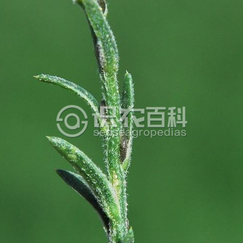 柑橘黄叶症状示例4
