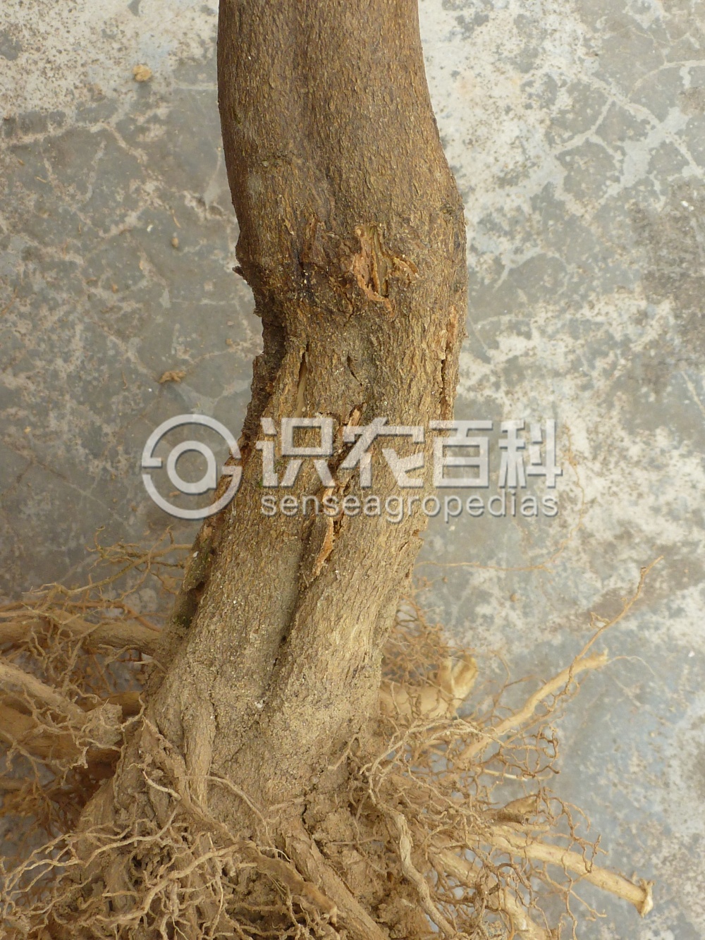 柑橘黄叶症状示例3