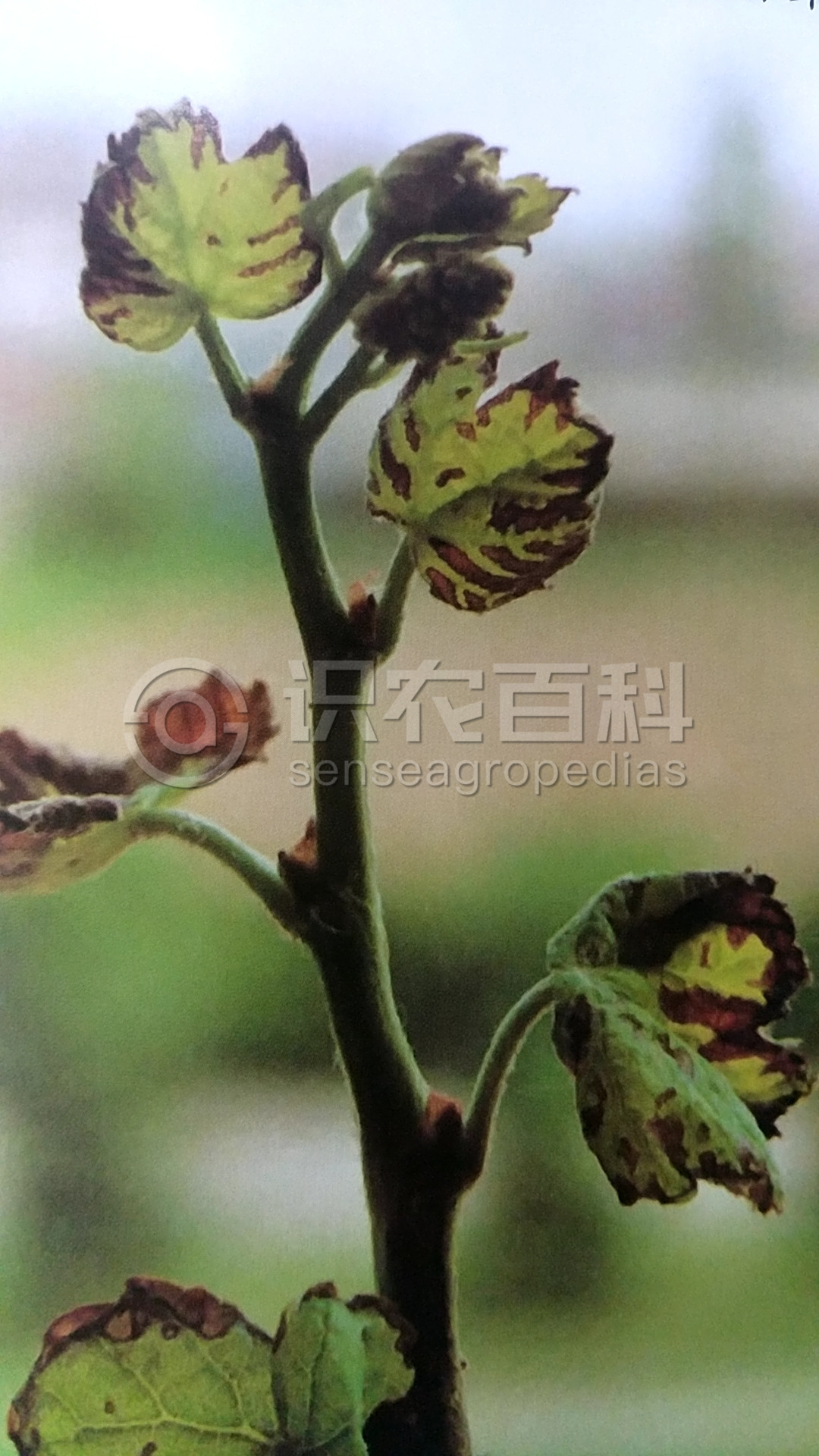 柑橘黄叶症状示例3