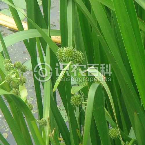 柑橘黄叶症状示例3
