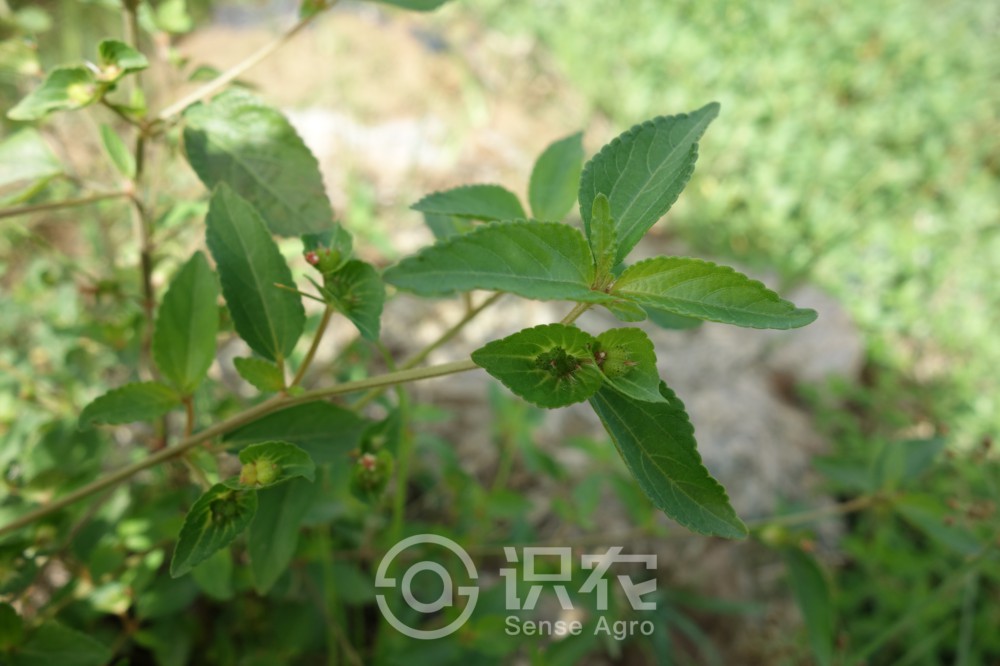 柑橘黄叶症状示例3