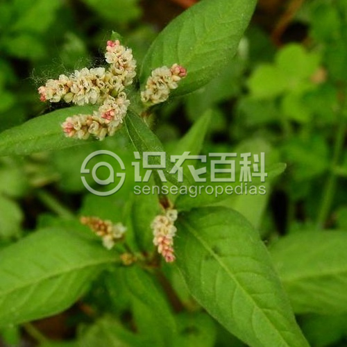 柑橘黄叶症状示例3
