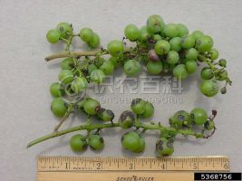 柑橘黄叶症状示例0