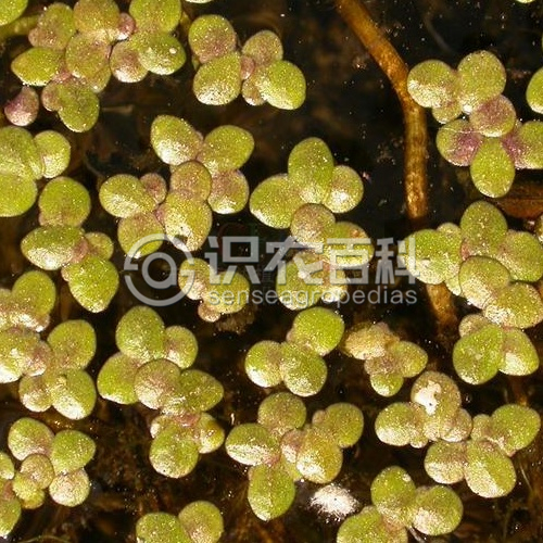 柑橘黄叶症状示例3