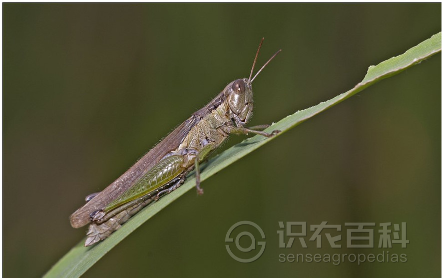 柑橘黄叶症状示例4