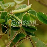 柑橘黄叶症状示例0