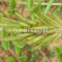 柑橘黄叶症状示例0