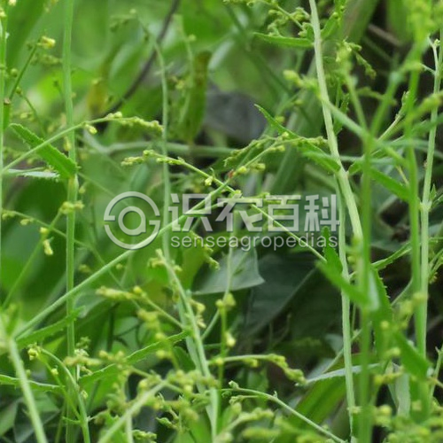 柑橘黄叶症状示例2
