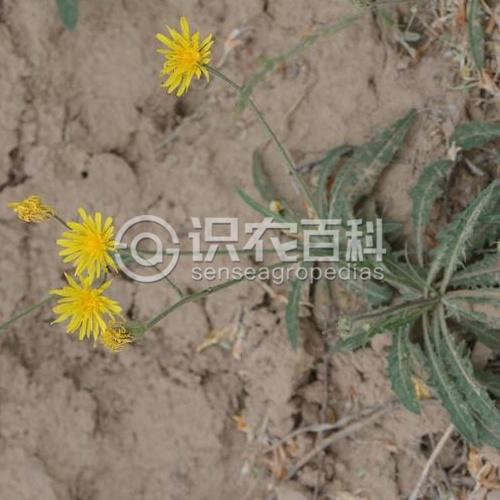 柑橘黄叶症状示例2