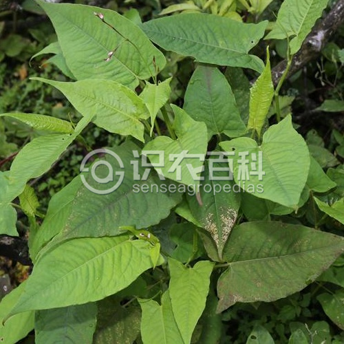 柑橘黄叶症状示例2