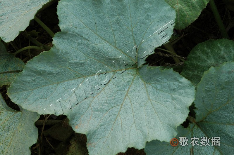 柑橘黄叶症状示例2