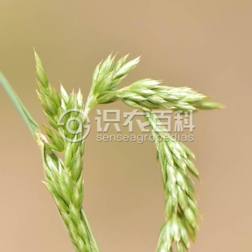 柑橘黄叶症状示例1
