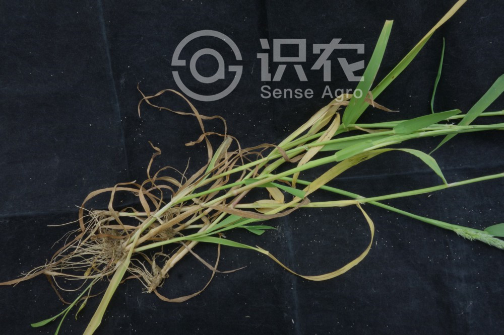 柑橘黄叶症状示例4