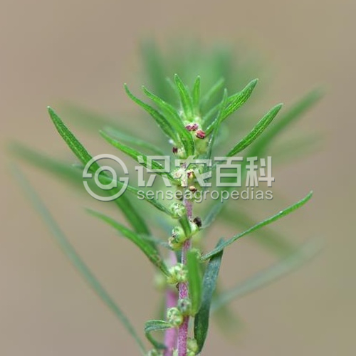 柑橘黄叶症状示例4