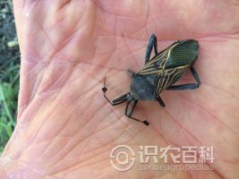 柑橘黄叶症状示例0