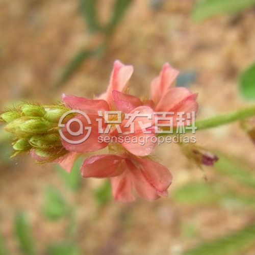 柑橘黄叶症状示例2