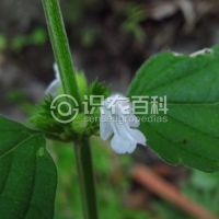 柑橘黄叶症状示例0