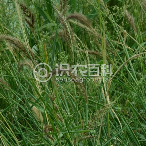 柑橘黄叶症状示例3