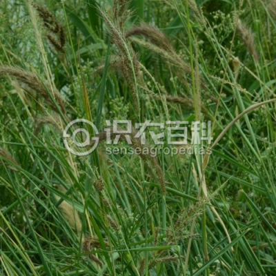 孔雀稗