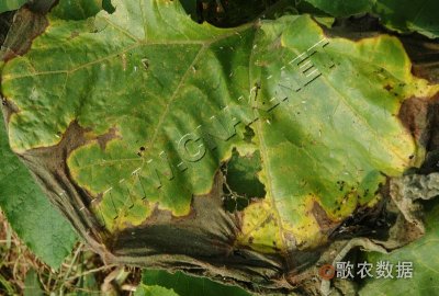 南瓜细菌性缘枯病