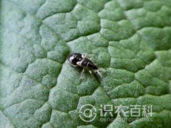 柑橘黄叶症状示例2