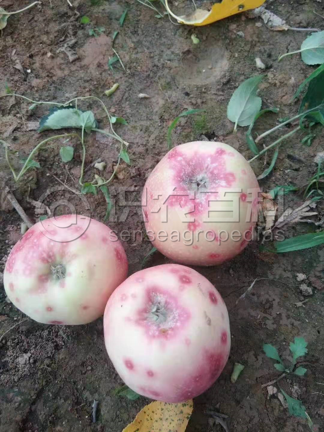 柑橘黄叶症状示例1