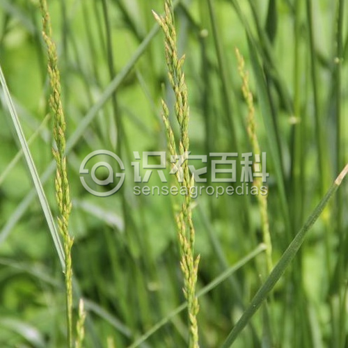 柑橘黄叶症状示例1