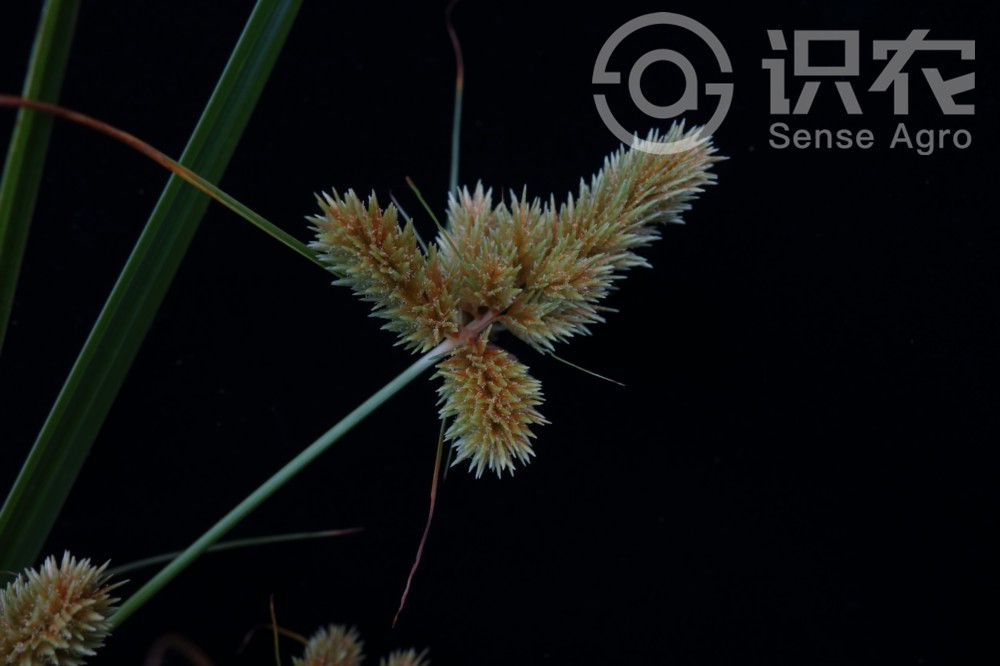 柑橘黄叶症状示例5