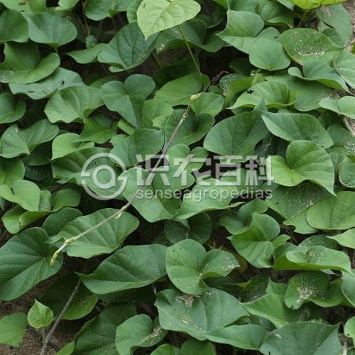 柑橘黄叶症状示例3