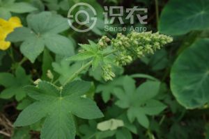 柑橘黄叶症状示例0