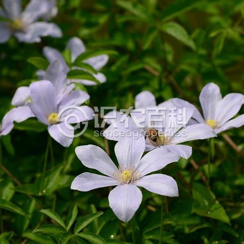 柑橘黄叶症状示例2