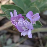 柑橘黄叶症状示例0