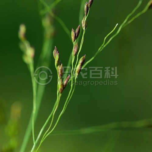柑橘黄叶症状示例2