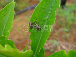 柑橘黄叶症状示例0