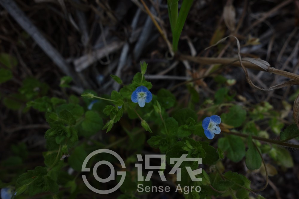 柑橘黄叶症状示例3