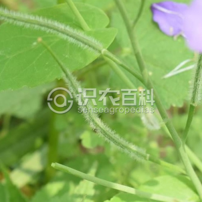 诸葛菜