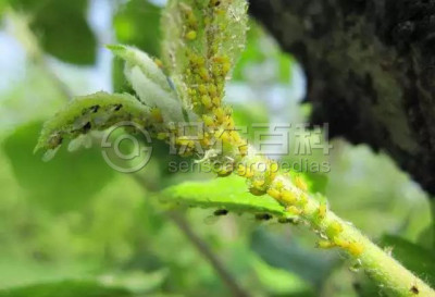 苹果黄蚜