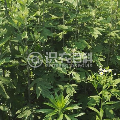 柑橘黄叶症状示例1