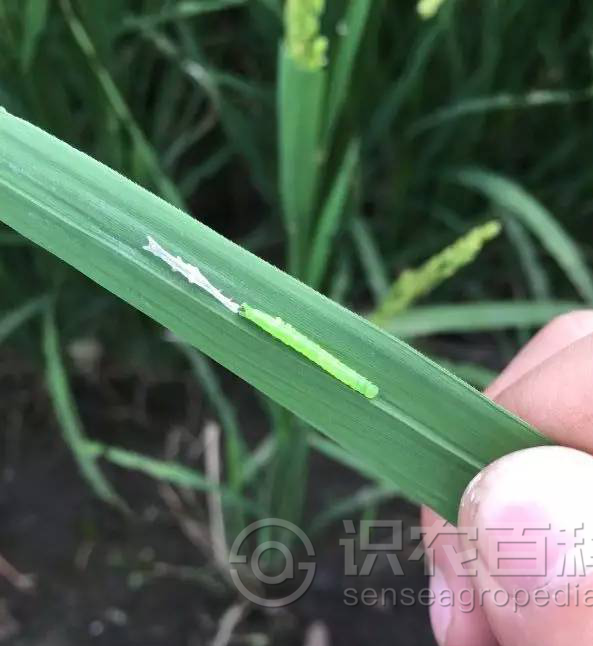 柑橘黄叶症状示例2
