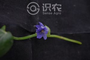 柑橘黄叶症状示例0