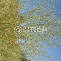 柑橘黄叶症状示例0