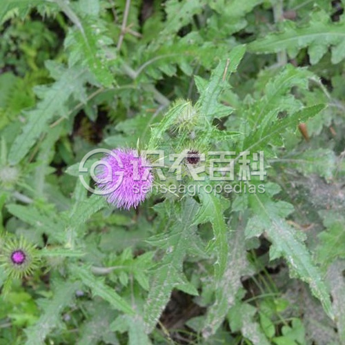 柑橘黄叶症状示例2