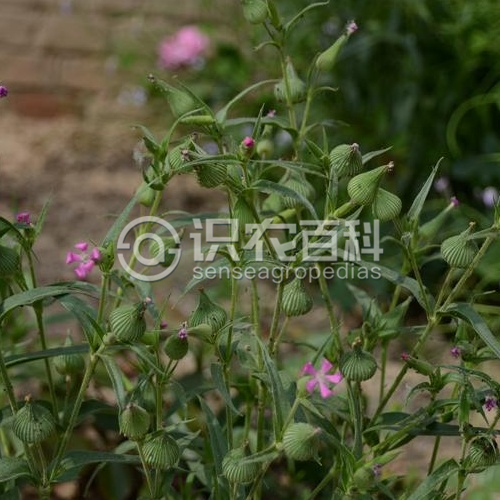 柑橘黄叶症状示例2
