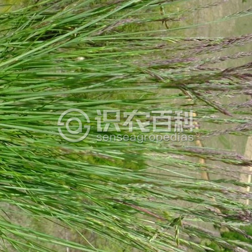 柑橘黄叶症状示例2