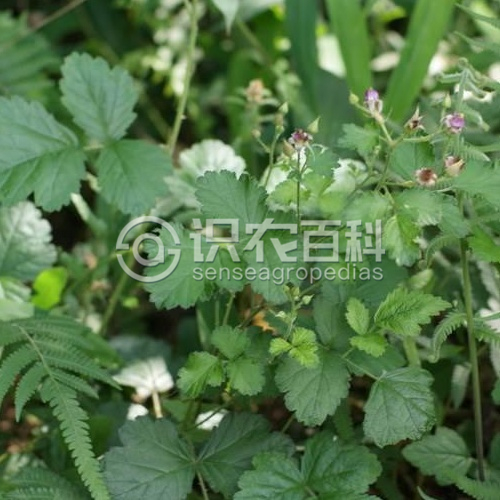 柑橘黄叶症状示例1