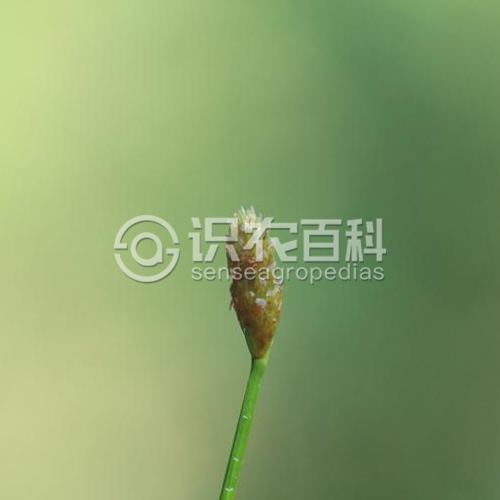 柑橘黄叶症状示例3
