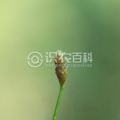 龙师草
