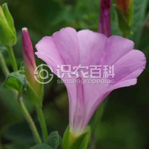 柑橘黄叶症状示例2