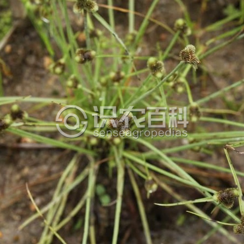 柑橘黄叶症状示例2